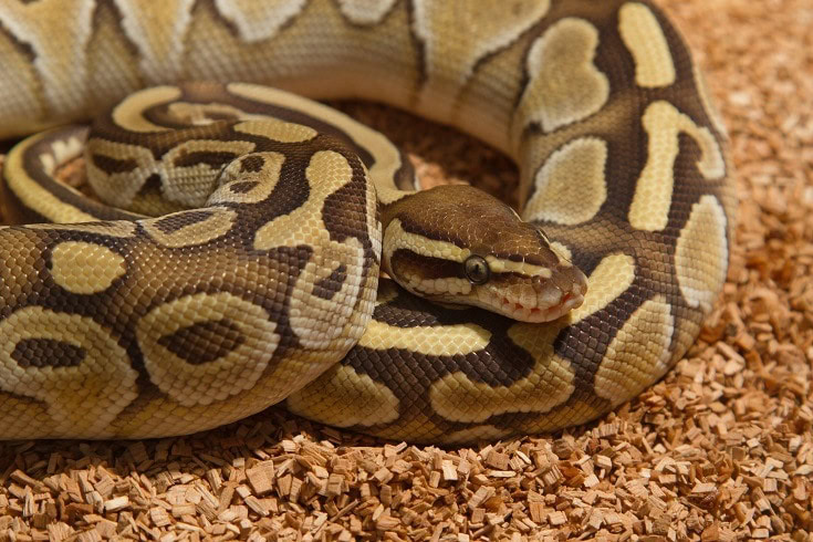 Snake on wood_Praisaeng, shutterstock