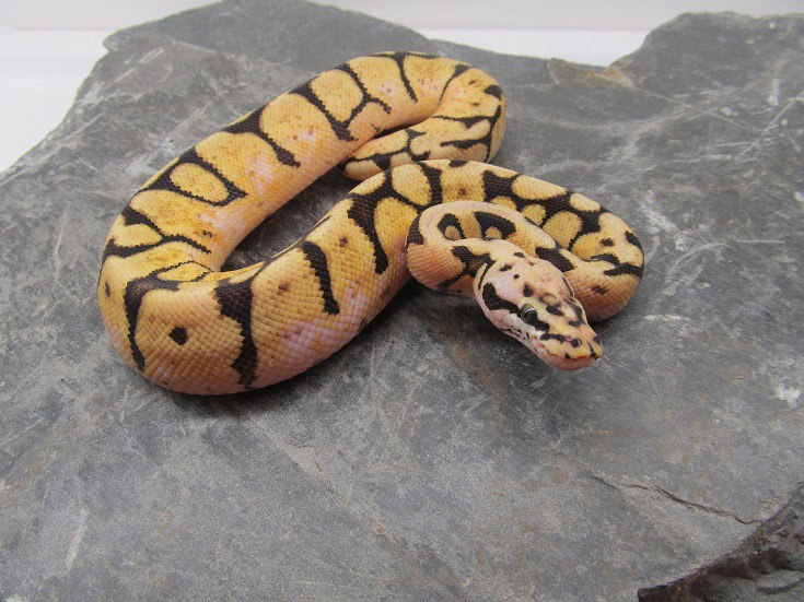 Snakes
