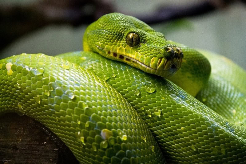 Snakes
