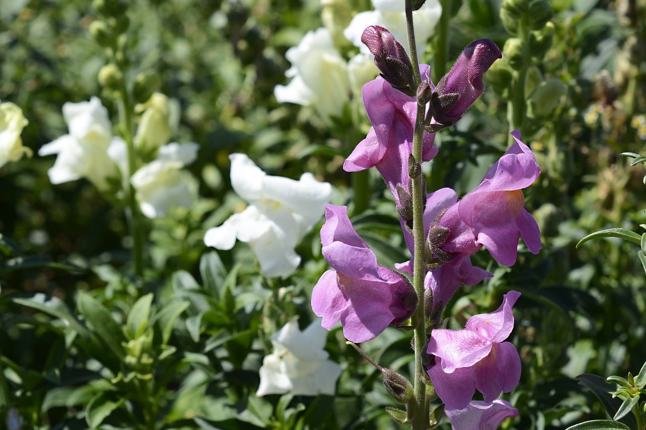 Snapdragon
