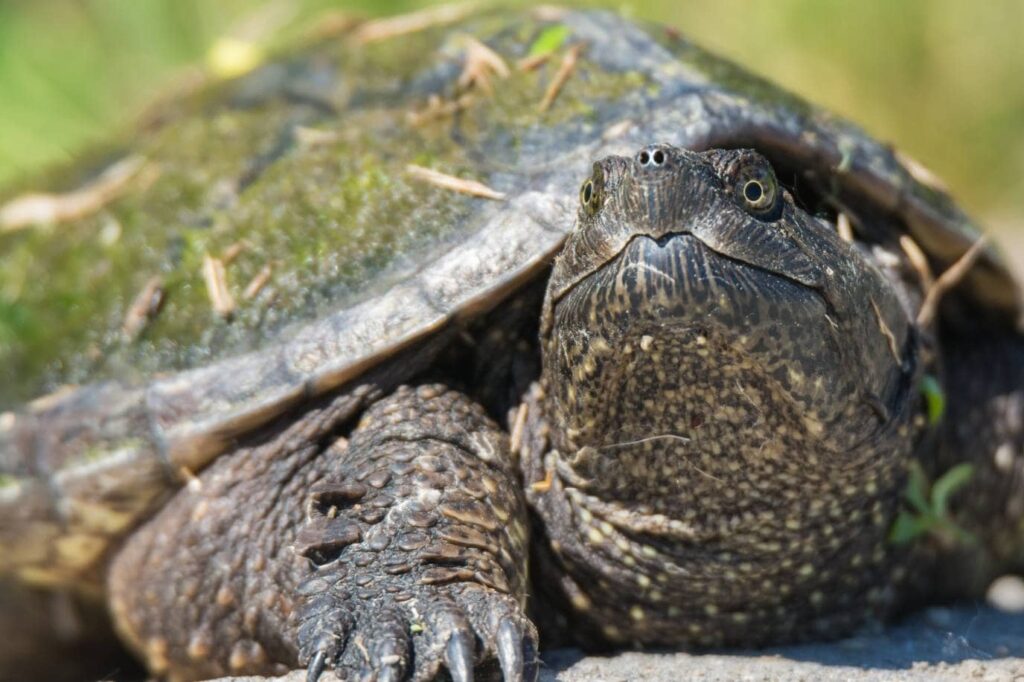Snapping Turtle_sebartz_Shutterstock