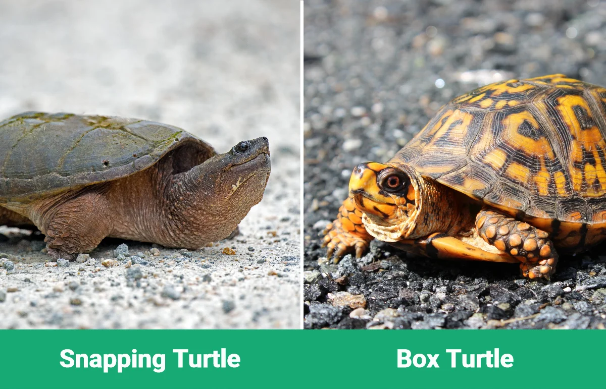Snapping vs Box Turtle - Visual Differences
