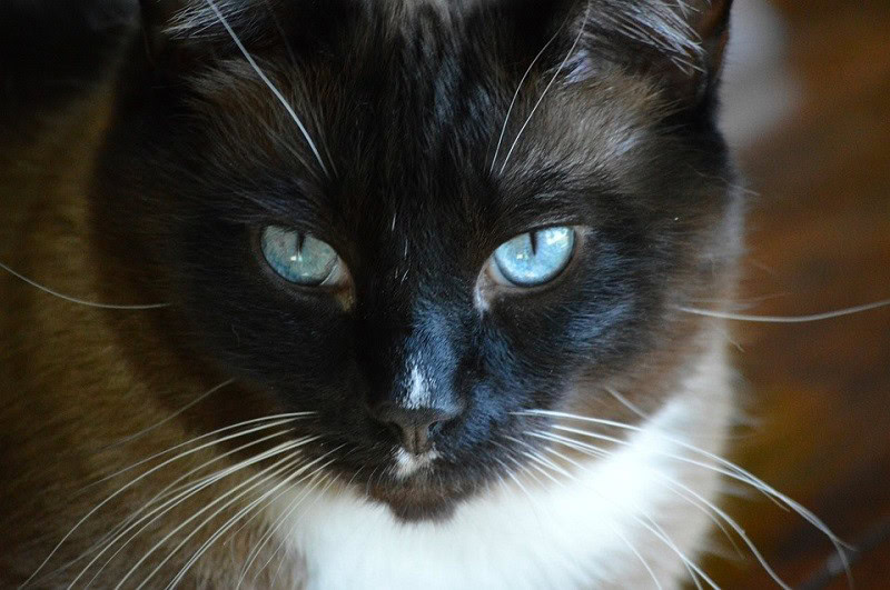 Snowshoe
