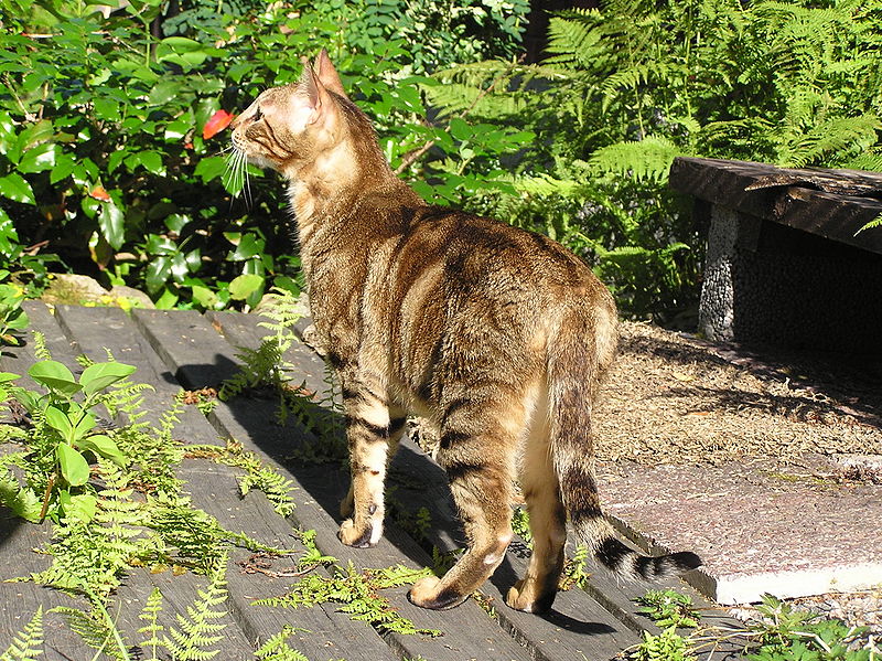 Sokoke Cat