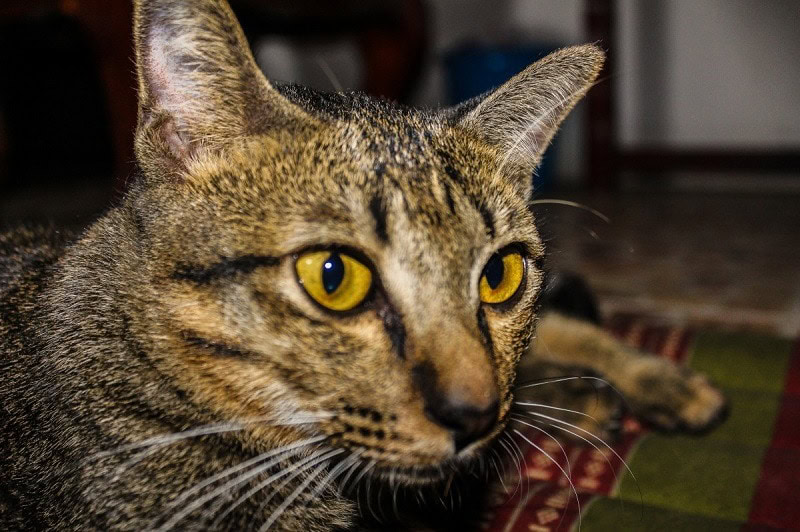 Sokoke