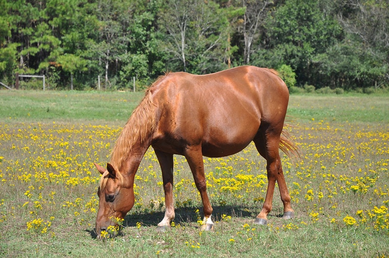 Sorrel mare grazing in a pasture of yellow flowers