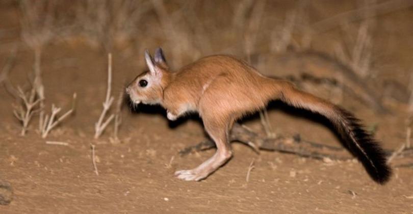 South African Springhare