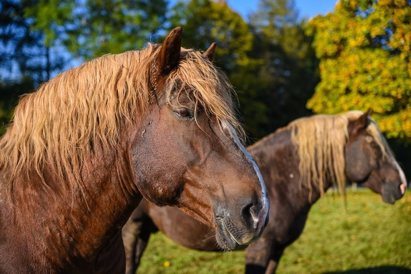 South German Coldblood_Shutterstock_Majonit