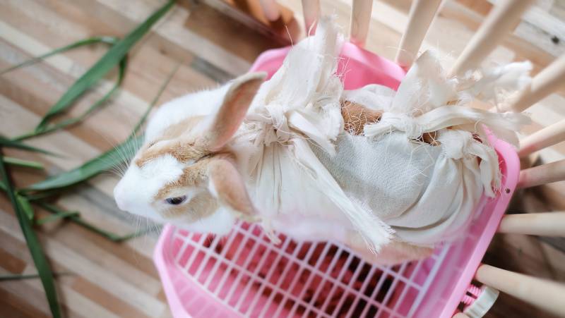 Spayed female rabbit