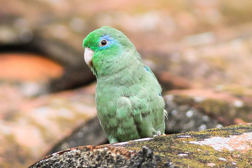 Spectacled Parrotlet Bird Species
