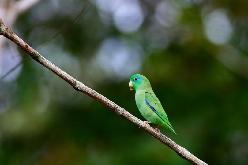 Spectacled parrotlet on a tree branch
