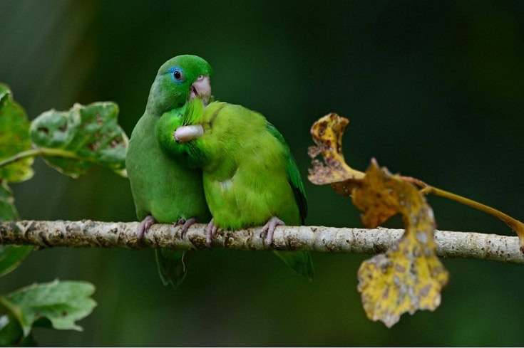 Spectacled parrotlet