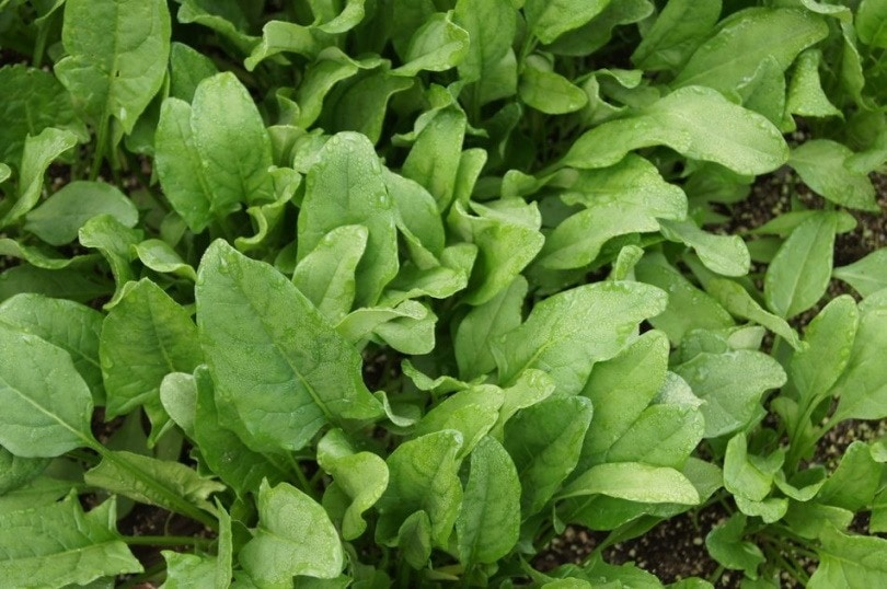 Spinach_John Pupkin_Pixy.org