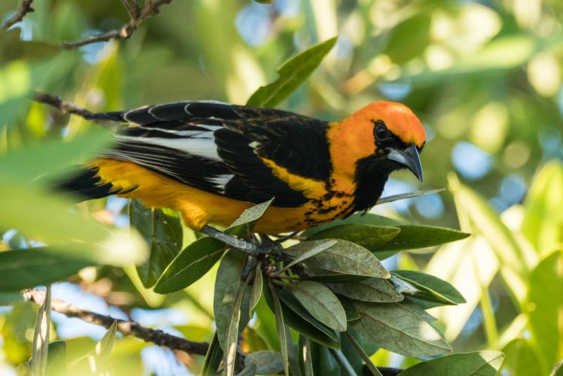 Spot-breasted Oriole