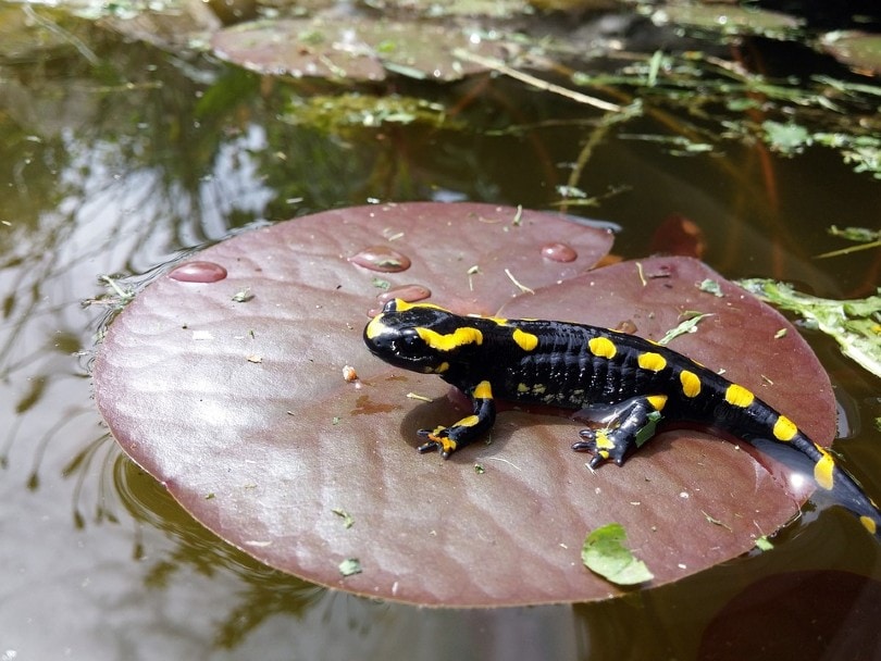 Spotted Salamander