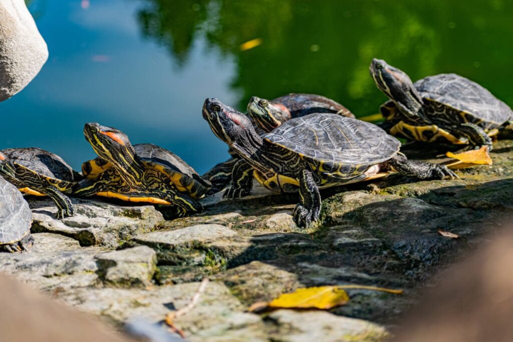 Spotted turtle_Anna-2118_Shutterstock