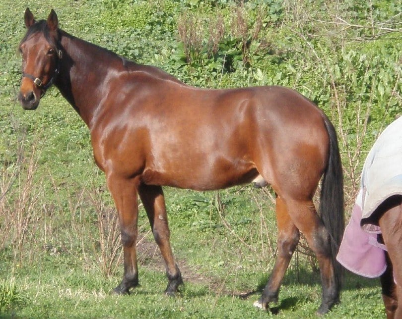Standardbred Horse