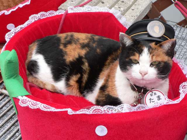 Station Master Tama laying down on his bed
