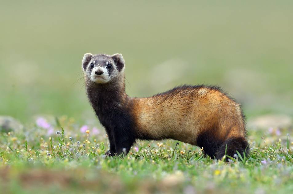 Steppe Polecat