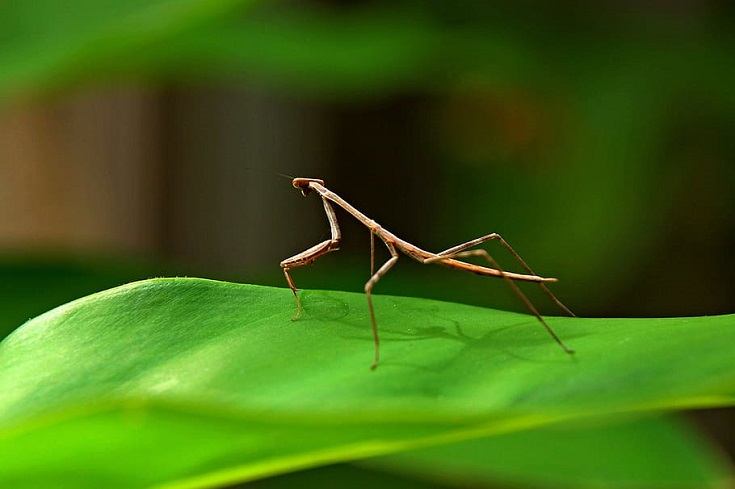 Stick Bugs