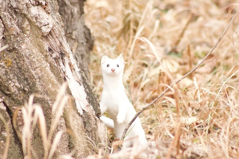 Stoat