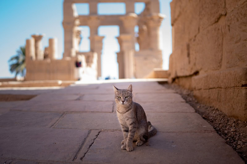Street cat in Egyptian Temple