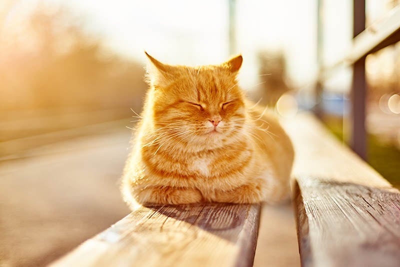 Street red cat basking in the sun