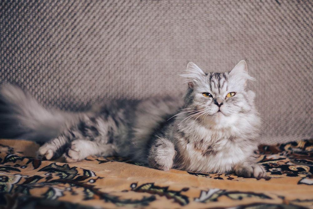 Striped gray black Persian ca