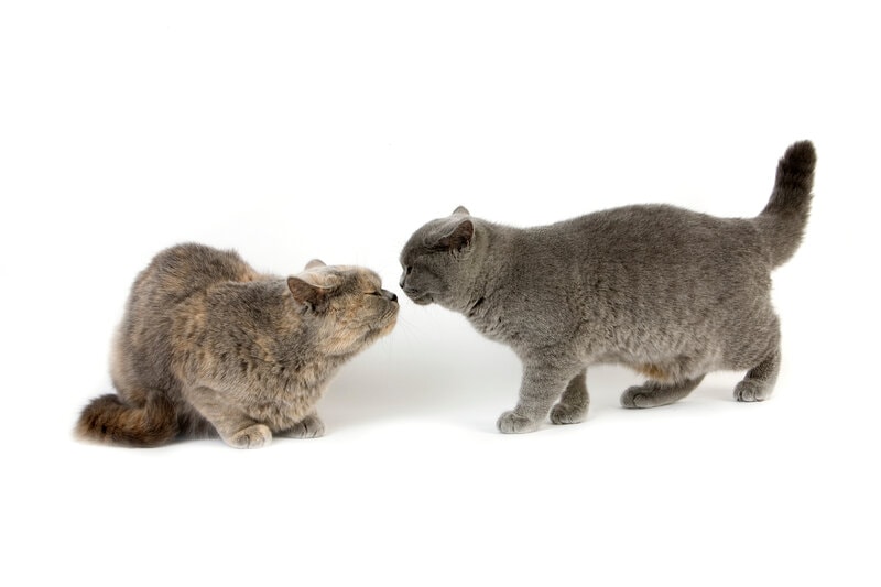 Submission and dominance, cat introduction, socialization, flat ears