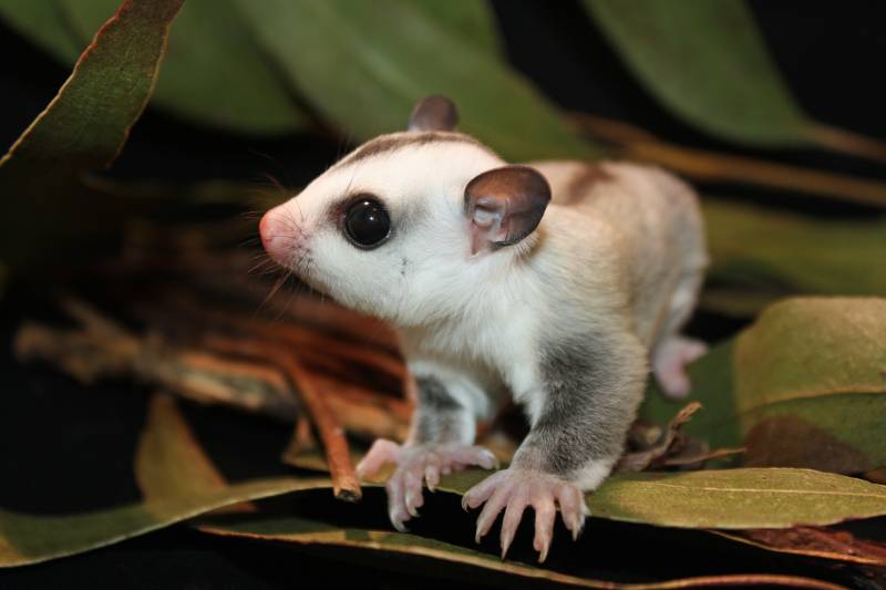 Sugar Glider joey in the leaves in the trees outside