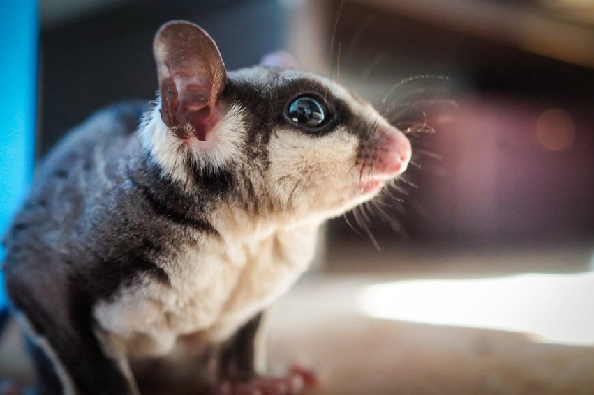 Sugar Gliders