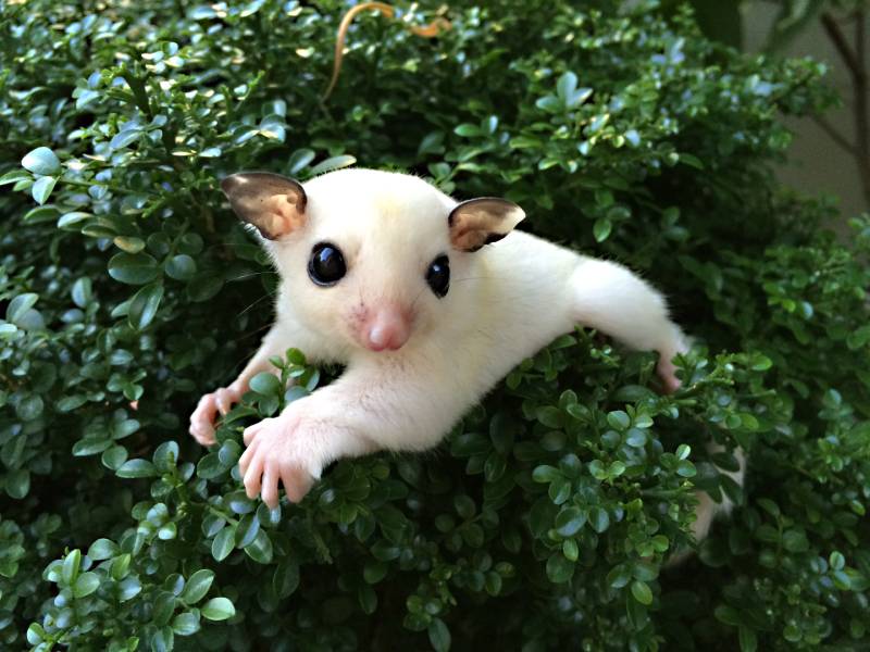 Sugar glider white mosaic on the tree