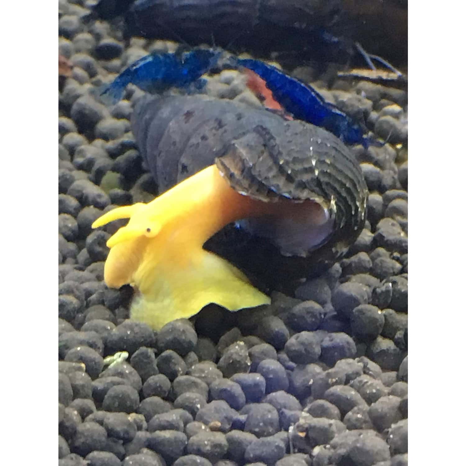 Sulawesi Rabbit Snail