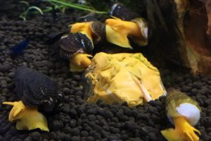 Sulawesi Rabbit Snails