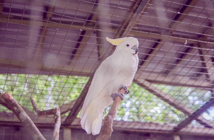 Sulphur-Crested Cockatoo in a cage