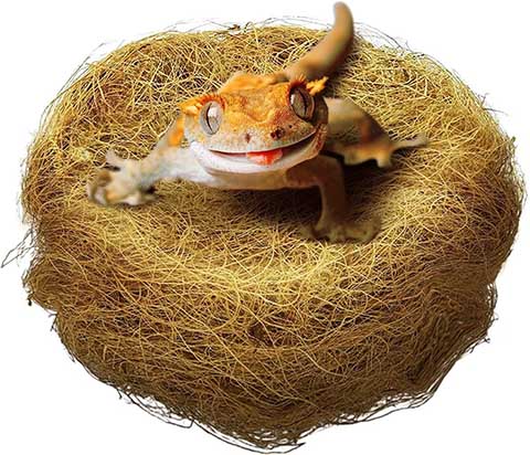 SunGrow Coconut Fiber Substrate for Gecko & Hermit Crab, Snake Bedding for Reptile Terrarium