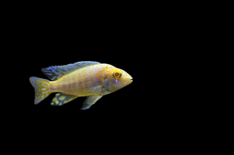Sunshine Peacock Cichlid