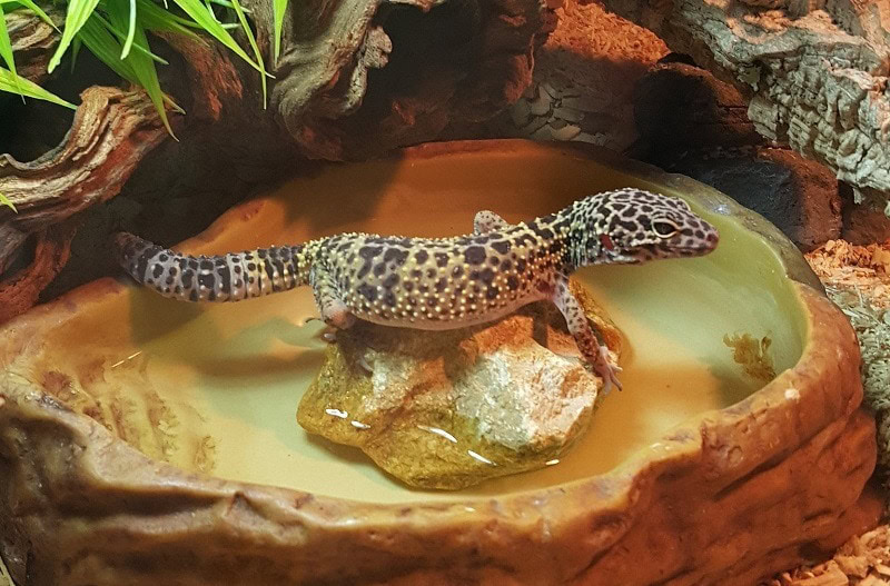 super mack snow leopard gecko