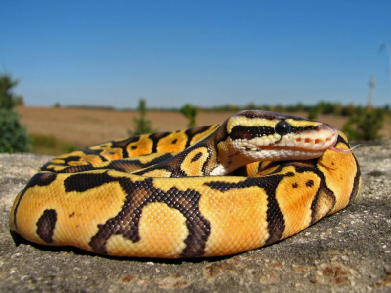 Super Pastel Ball Python on the ground