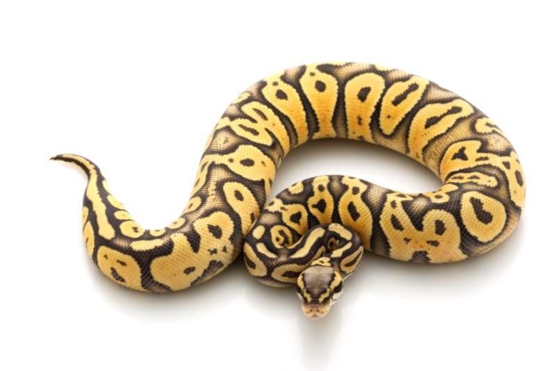 Super Pastel Ball Python on white background