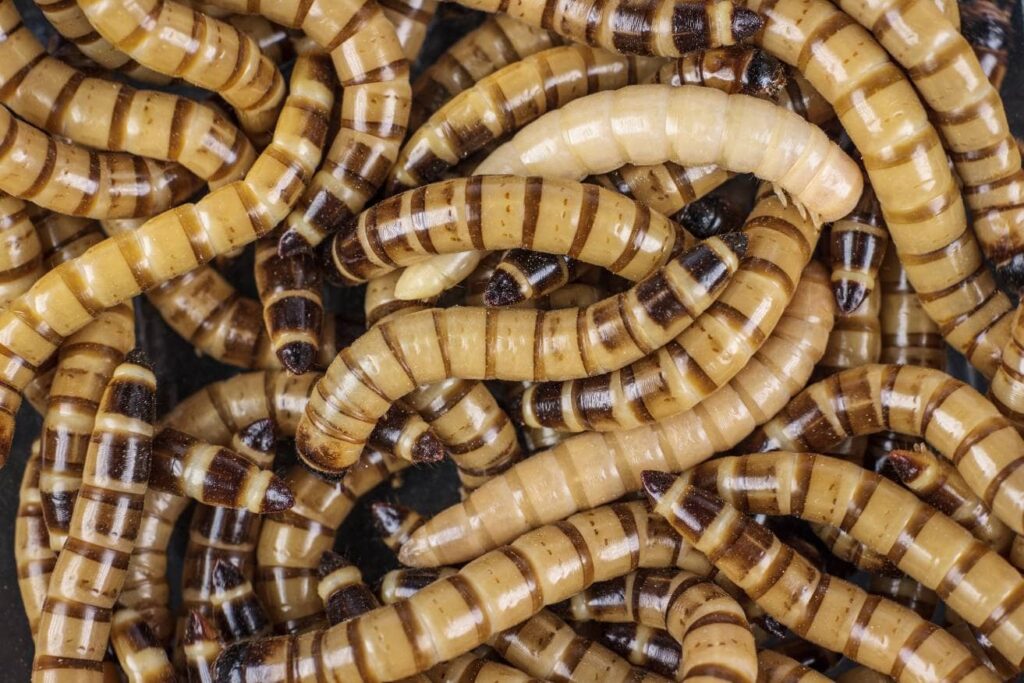 Superworms
