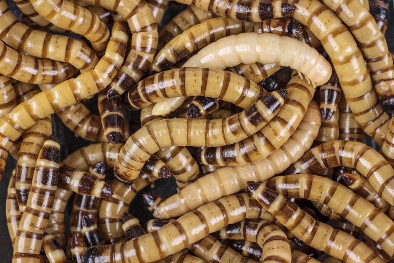 Superworms
