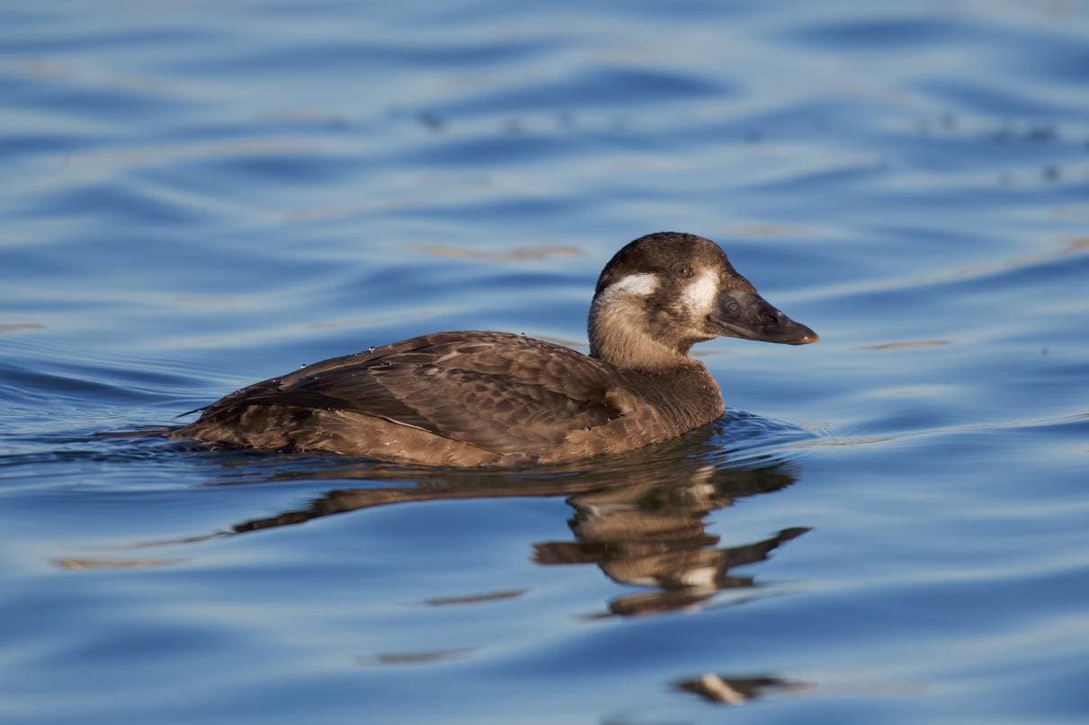 Surf Scoter