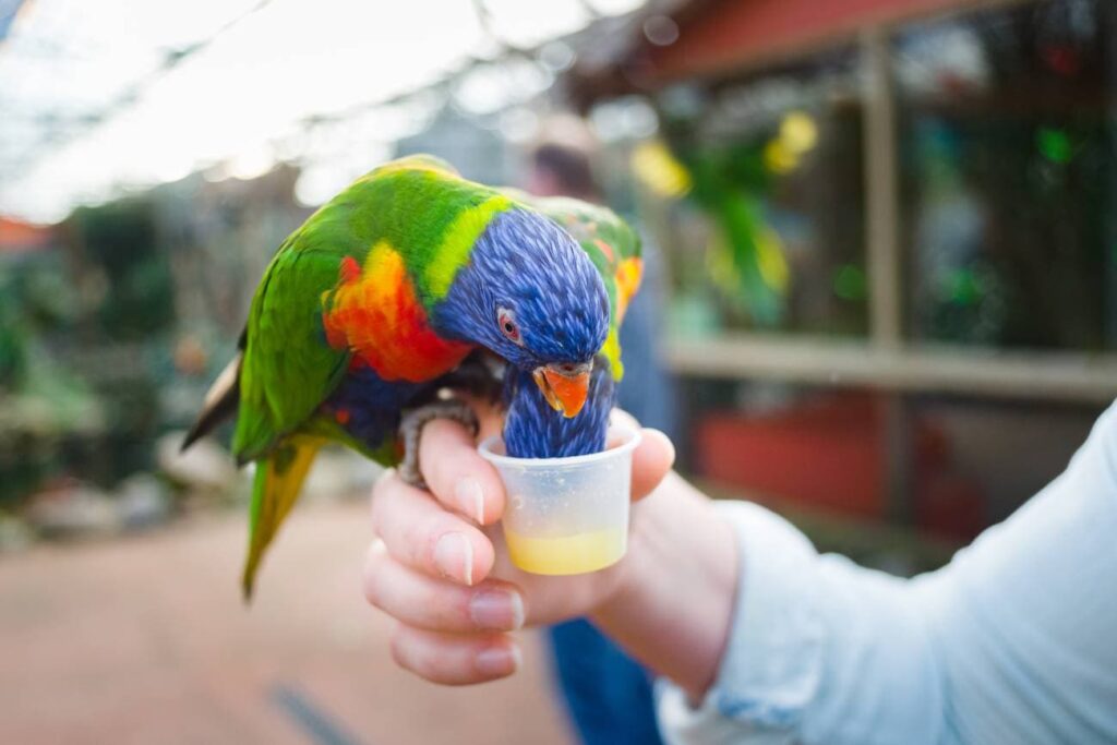 Swainson’s Blue Mountain Lorikeet drinking_Fotografiecor.nl_Shutterstock
