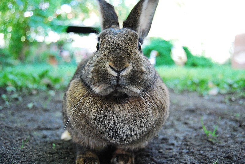 Sweet bunny is looking at you too