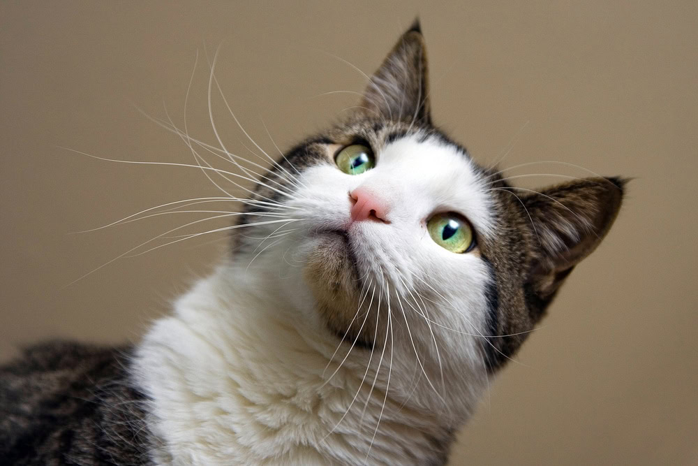 Tabby with white cat