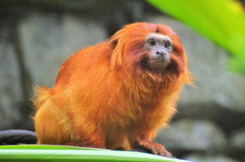 Tamarin Monkey Close up