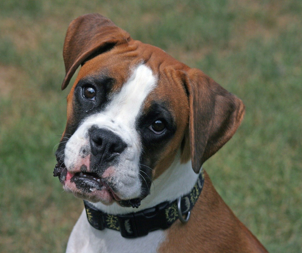 Tan Boxer