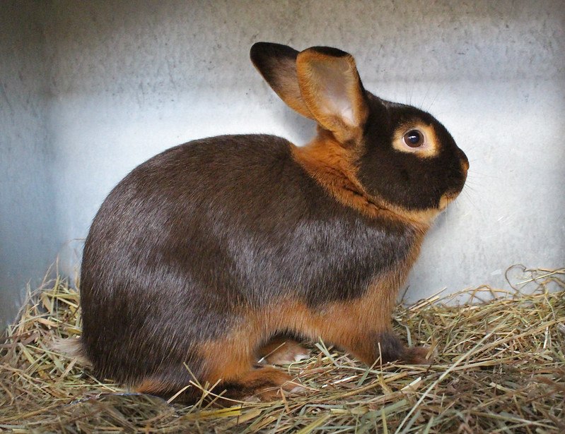 Tan Rabbit