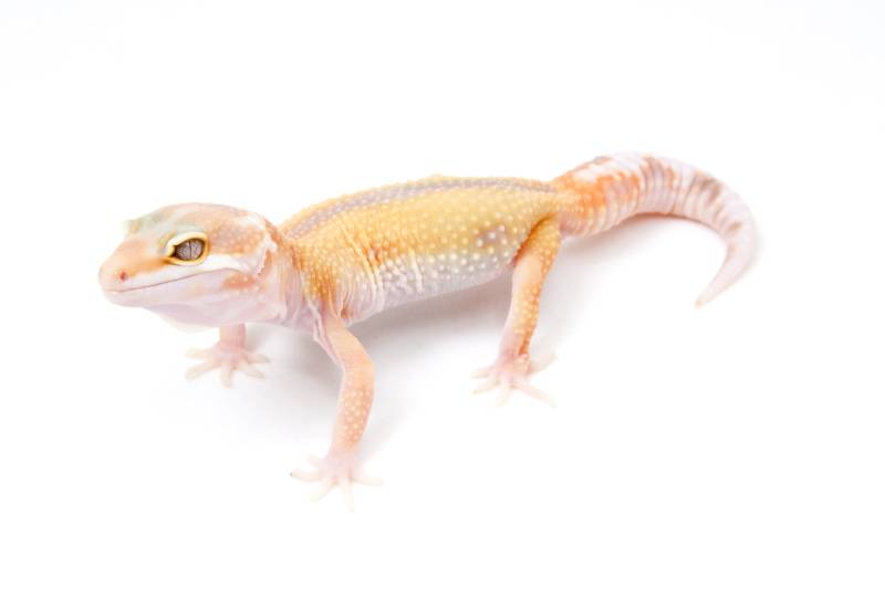 Tangerine Tremper Albino Reverse Stripe Leopard Gecko on a white background